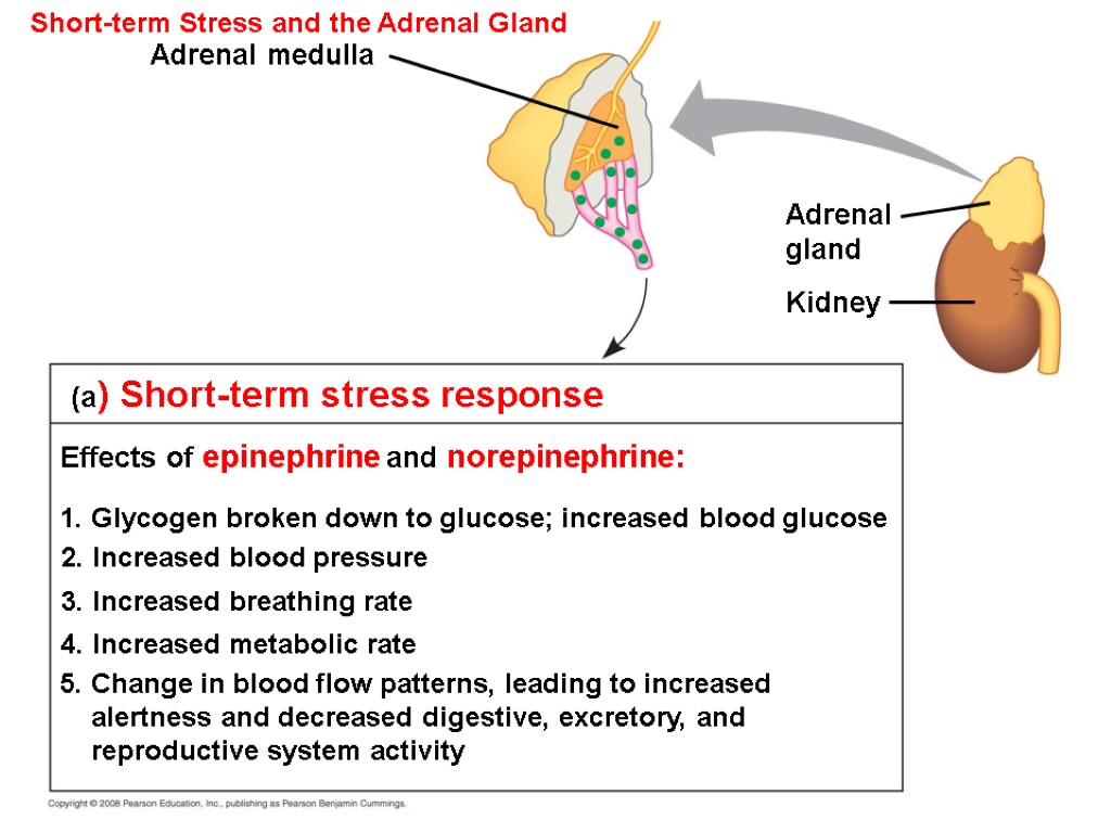 Short-term Stress and the Adrenal Gland (a) Short-term stress response Effects of epinephrine and